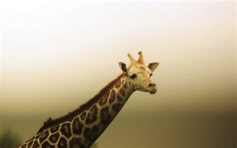 Giraffe Images 1080p Hd Desktop Wallpapers 4k Hd