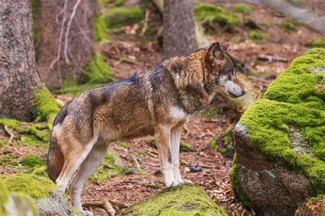 Eurasian Wolf Canis Lupus Lupus Looking Under Himself Stock Photo