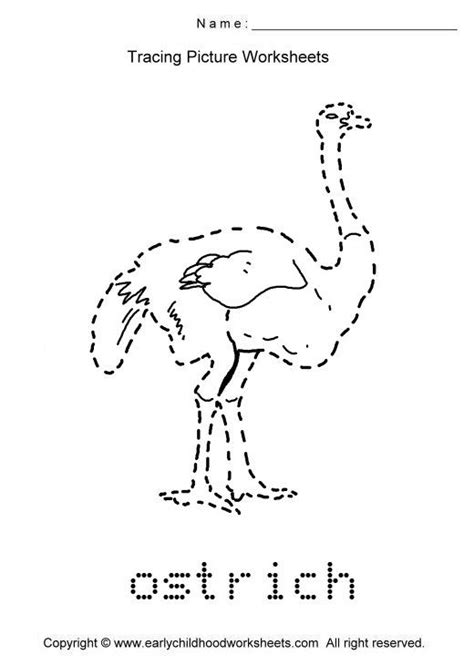 Tracing Ostrich Picture Summer Lesson Plans Summer Lesson Summer
