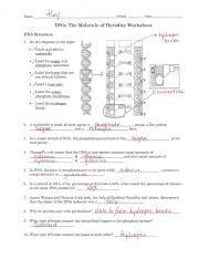 Replication paintings search result at paintingvalley com. DNA Replication Worksheet Answer Key (1).pdf - Name i l E Period Date DNA The Molecule of ...