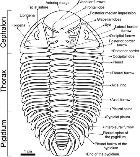 Insect Exoskeleton Diagram