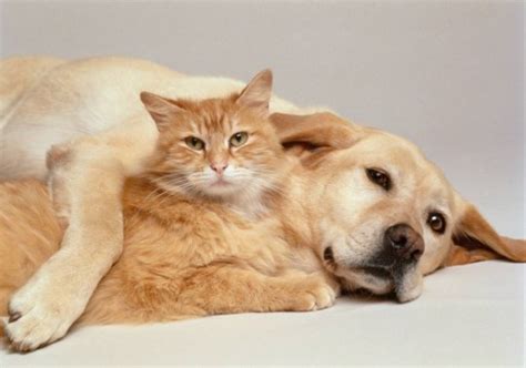 Why Do Dogs And Cats Hate Each Other Why Do They Not Get Along