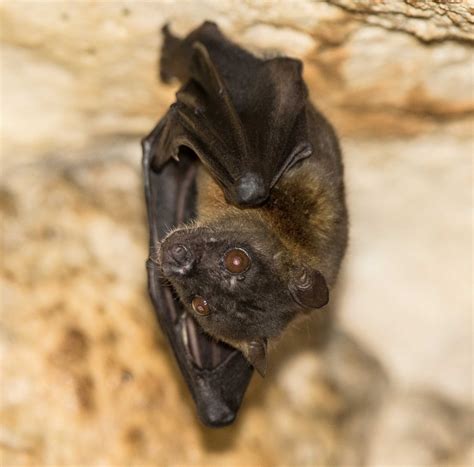 Filmed in fairways & bluewaters resort at their butterfly garden just inside the maingate during our summer vacation in 2011. Philippines, November 2015 - Mammal Watching