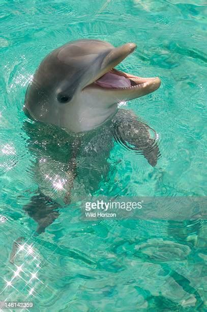 Cute Baby Bottlenose Dolphins
