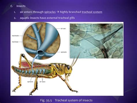 PPT - Respiration PowerPoint Presentation - ID:2016285