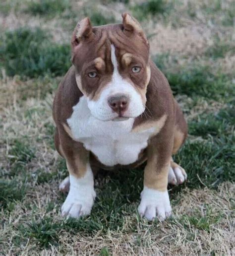 Can be registered with the akc. Pretty tri colored Pit Pup | Pawsitive Pit Bulls ...