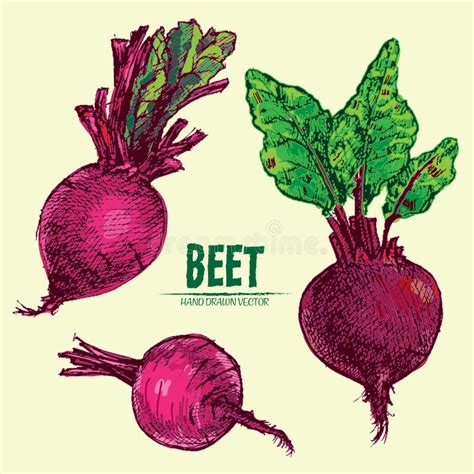 Digital Vector Detailed Line Art Color Beet Stock Vector Illustration Of Delicious Isolated