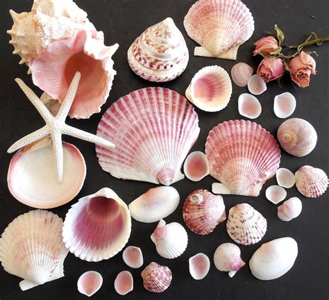 Pink Seashells 30 Pcs Florida Sea Shell Collection Beach Etsy