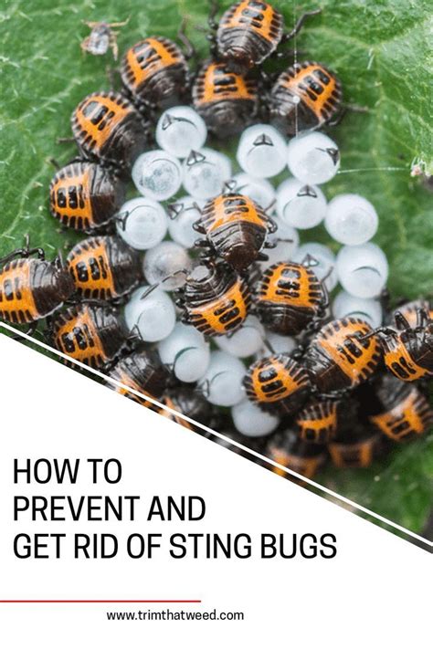 How To Prevent And Get Rid Of Sting Bugs Brown Marmorated Stink Bug