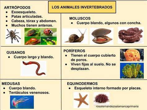 Maestra De Primaria El Reino Animal Y El Reino De Las Plantas