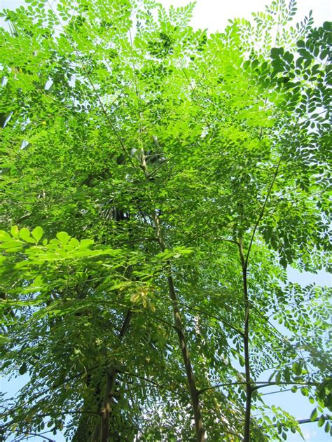 Moringa3 Moringa Tree Medicinal Plants Moringa