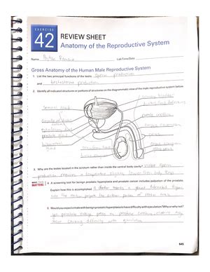 Gross Anatomy Of The Muscular System Review Sheet Exercise Bio