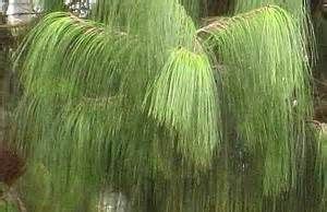 We did not find results for: dwarf weeping trees - Evergreen | Pine garden, Weeping ...