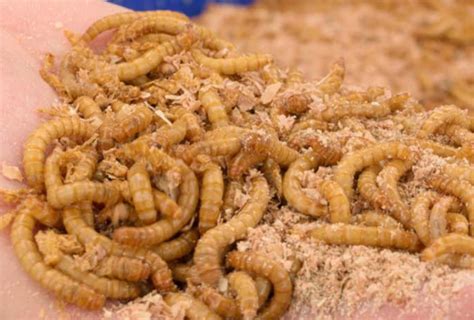 Sold over 100 companies and recently listed a company with a 40+ million euro market cap. Hosokawa solutions support insect processing trend ...