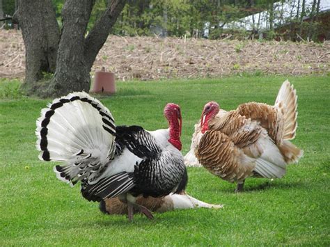 Heritage Turkeys For Thanksgiving 2015 Kw Homestead
