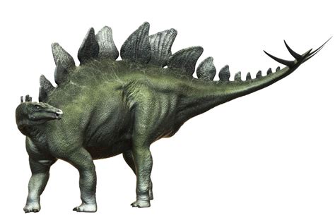 Stegosauro Tutto Ciò Che Devi Sapere Su Questo Rettile