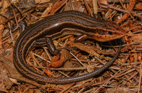 Broadhead Skink Eumeces Laticeps The Largest Of The Skin Flickr