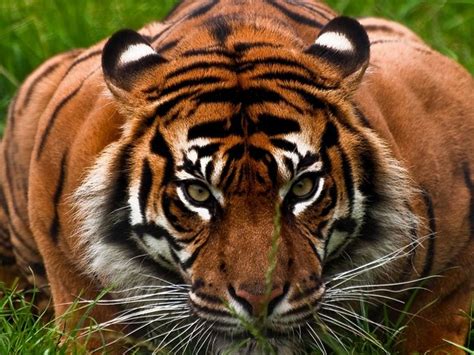 17 Best Images About Tiger Sanctuaries In India On Pinterest Goa