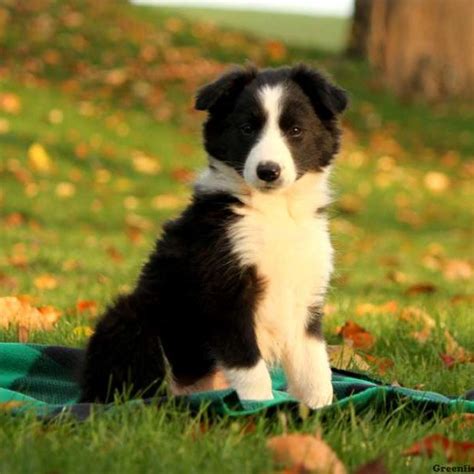 Border collie puppies for adoption. Border Collie Puppies For Sale | Greenfield Puppies