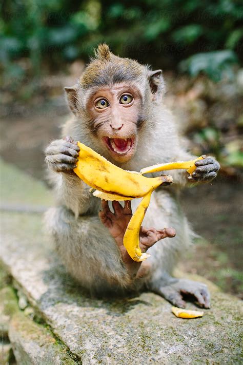 A rare proboscis monkey in the mangrove, kota kinabalu. Expressive Monkey Eating Banana by Cameron Zegers - Monkey ...