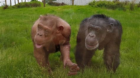 One Of Twycross Zoos First Chimps Dies Aged 50 Bbc News