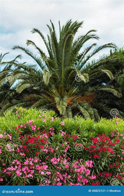 Colorful Oleander And Palm Tree Stock Image Image Of Beautiful