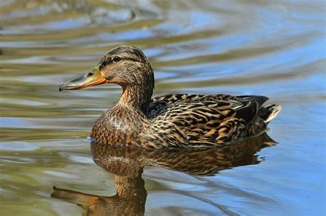 5 Stunning Grey Duck Breeds You Must Know About