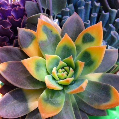 Variegated Love Unusual Plants Colorful Succulents Cacti And Succulents