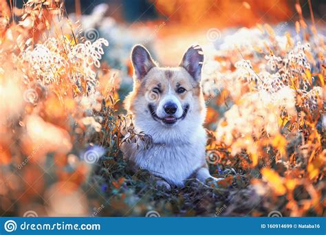 Funny Cute Puppy Dog The Red Haired Corgi Lies On A Sunny Summer