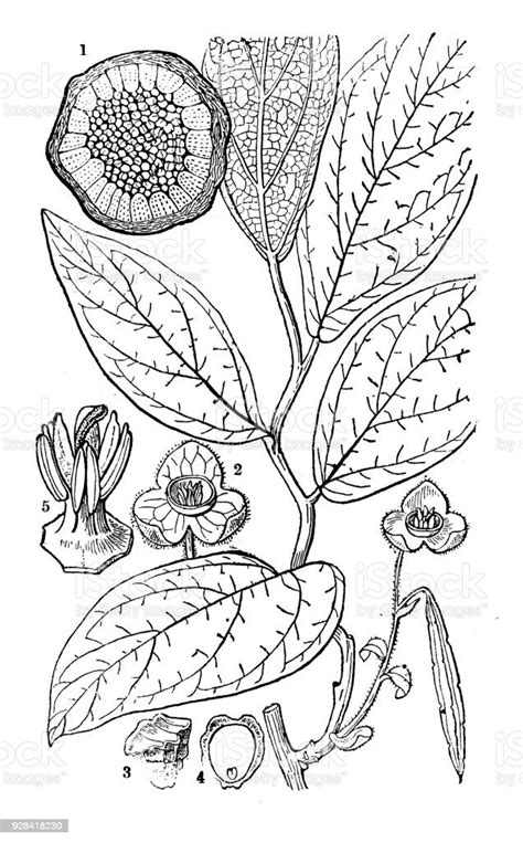 Botanik Pflanzen Antik Gravur Abbildung Bragantia Blumei Stock Vektor