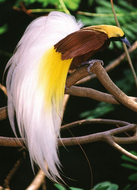 La Asombrosa Belleza De Las Aves Del Paraíso