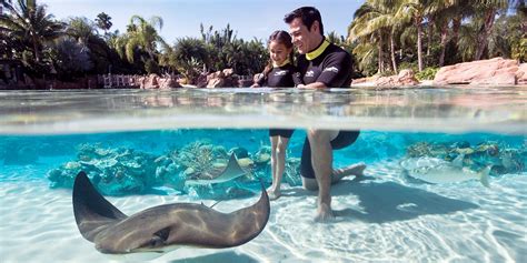 Orlando Discovery Cove Packages Incl Seaworld And Aquatica Travelzoo