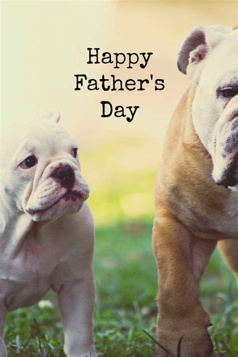 Adorable 5 x 7 English Bulldog Father's Day Card