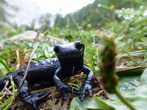 Salamander Black Alpine Nature Amphibian Pikist