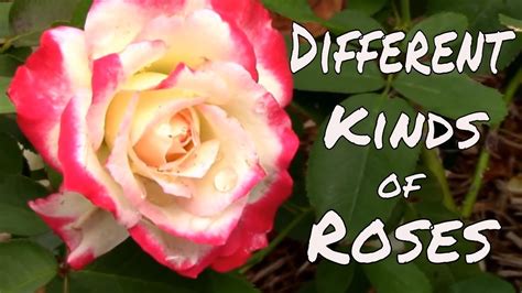 Different Types Of Roses Hybrid Tea Floribunda And