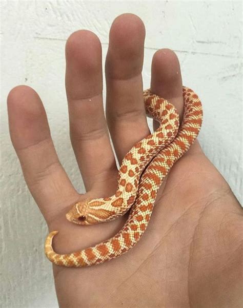 Baby Albino Hognose Hognose Snake Pet Snake Cute Reptiles