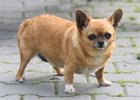 Fat Chihuahua — Stock Photo © Jonnysek 3618752