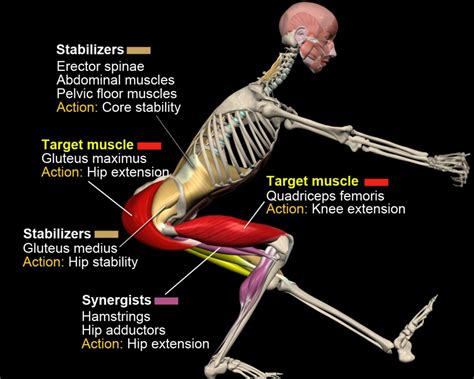 The Anatomy Of The Pistol Squat How To Get A Pistol Squat Step By Step