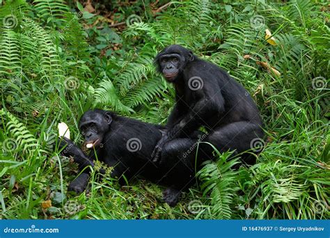 Bonobo Mating Stock Image Image Of Discovery Apes