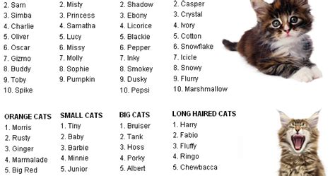 Cat Ailments Cat Names