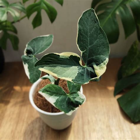 Harga bunga keladi masih menjadi hal utama yang sering ditanyakan oleh para kolektor tanaman hias. 7 Jenis Tanaman Keladi Cantik yang Perlu Kamu Tahu ...