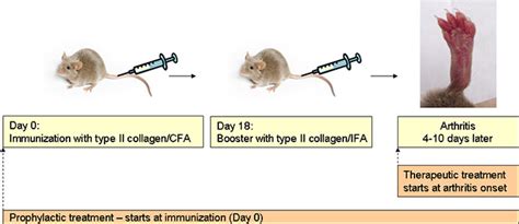 Hooke Contract Research Collagen Induced Arthritis Cia In Dba1 Mice