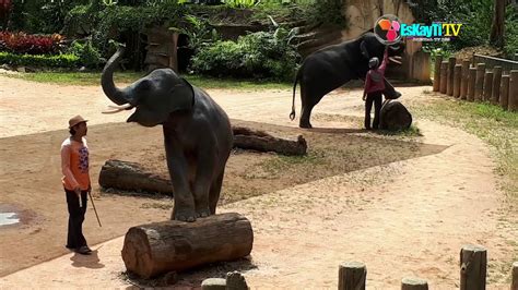 Super cute elephants and very frie. Episod 8 ~ Lawatan ke Kenyir Elephant Village - YouTube