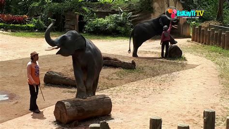 Tagesausflug zum kenyir elephant conservation village (kecv). Episod 8 ~ Lawatan ke Kenyir Elephant Village - YouTube