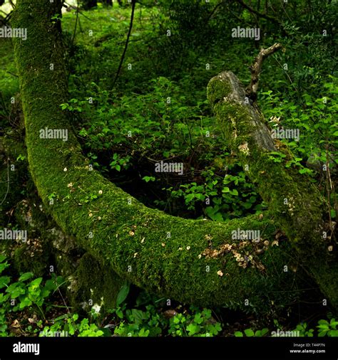 Jungle Moss Hi Res Stock Photography And Images Alamy