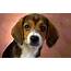 Puppy Eyes Beagle Wallpapers  HD ID 4981