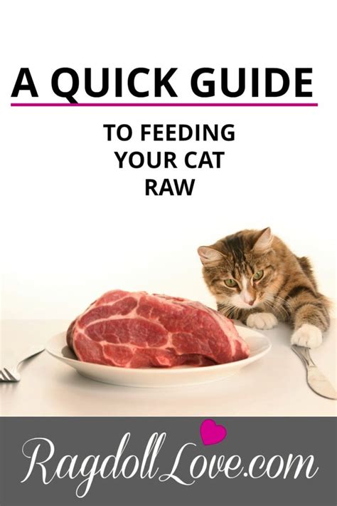Raw Food Diet For Cats A Quick Guide For Cat Parents