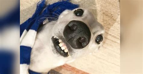 Teeth are how we are able to process our food. Silly Dog With Human-Like Teeth Entertains His Fans On ...