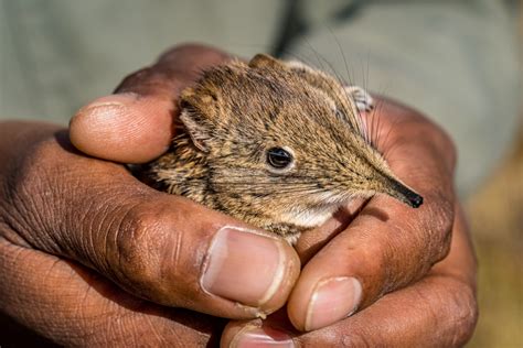 Studying Small Mammals Tswalu Kalahari Reserve