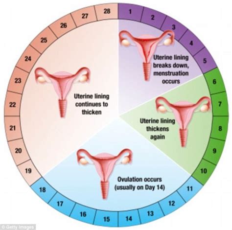 Ovulation Cycle And Pregnancy